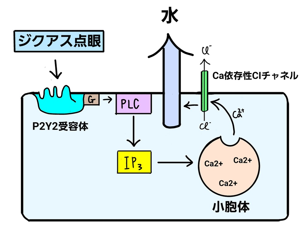 コンタクト ジクアス点眼液 ヒアレインとの違いはムチン分泌と差し心地 Ok 丿貫 Net