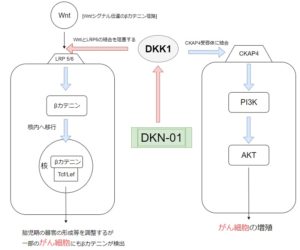 DKN-01の作用機序