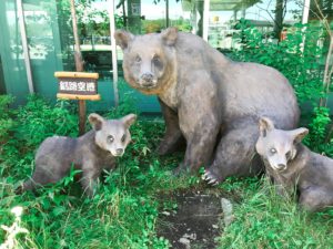 釧路空港の熊