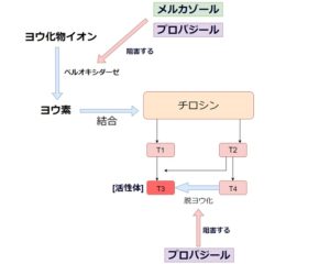 抗甲状腺ホルモンの作用