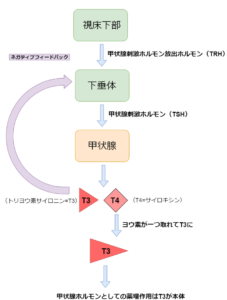 甲状腺ホルモンの流れ