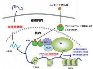 ステロイドの作用機序