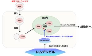 レムデシビルの作用機序