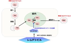 レムデシビルの作用機序