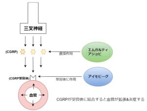 抗CGRP抗体の作用機序